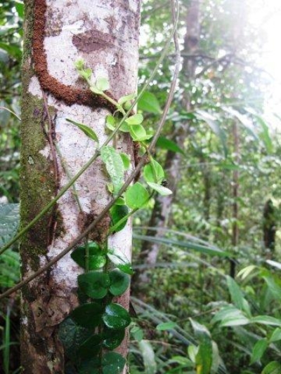 Ofi Creek